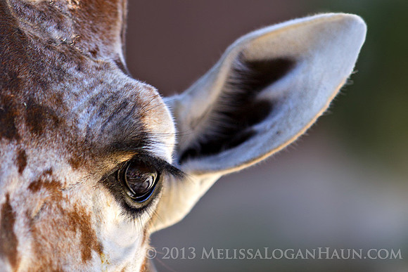 20131120_Kellond_Reid_Park_Zoo_Trip_02