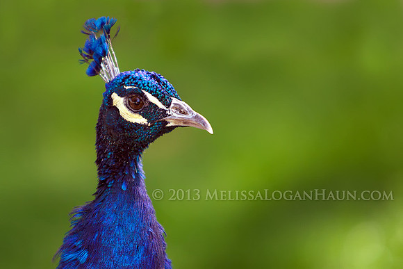 20131120_Kellond_Reid_Park_Zoo_Trip_06