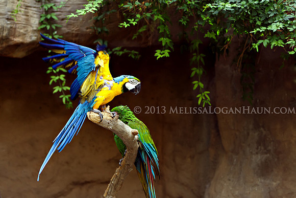 20131120_Kellond_Reid_Park_Zoo_Trip_07