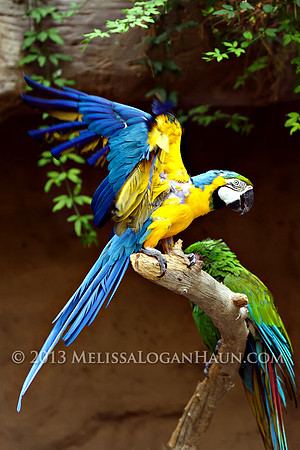 20131120_Kellond_Reid_Park_Zoo_Trip_08