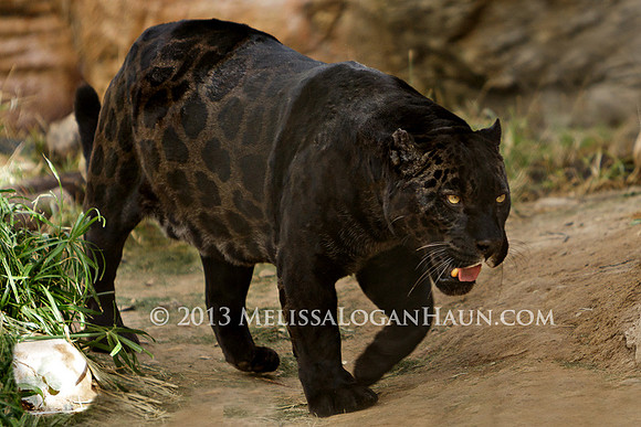 20131120_Kellond_Reid_Park_Zoo_Trip_13
