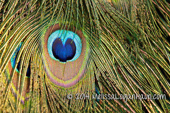 20131122_Kellond_Reid_Park_Zoo_Trip_19