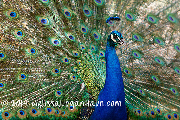 20131122_Kellond_Reid_Park_Zoo_Trip_21