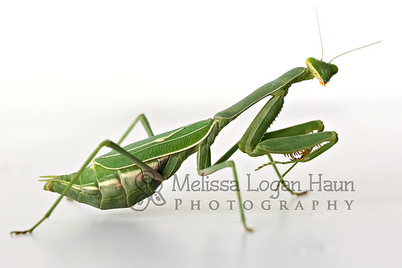 Mantis_2nd