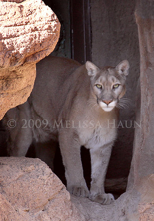 ASDM_Mountain_Lion