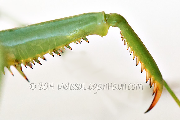 20141013_Mantis_03