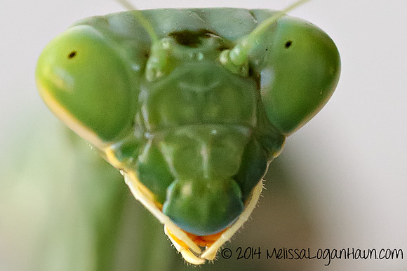 20141003_Mantis_04