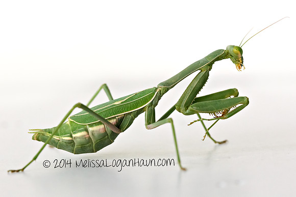 20141003_Mantis_01