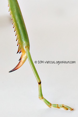 20141001_Mantis_02
