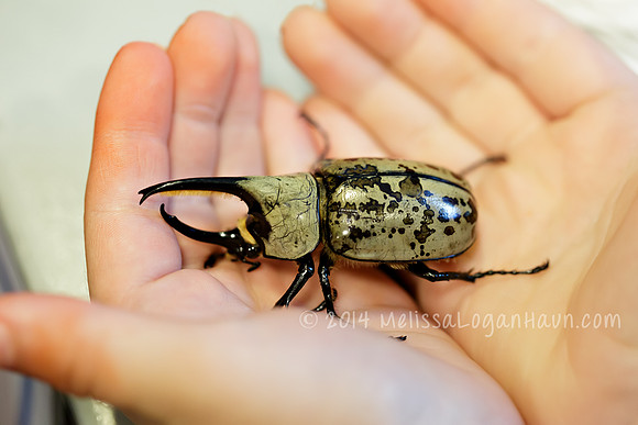 20140921_Insect_Festival_2014_5