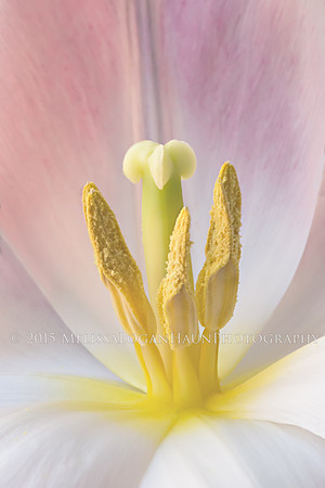 Final_Tulip