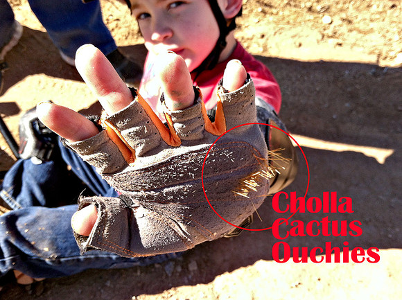 Cholla_Ouchie (1)